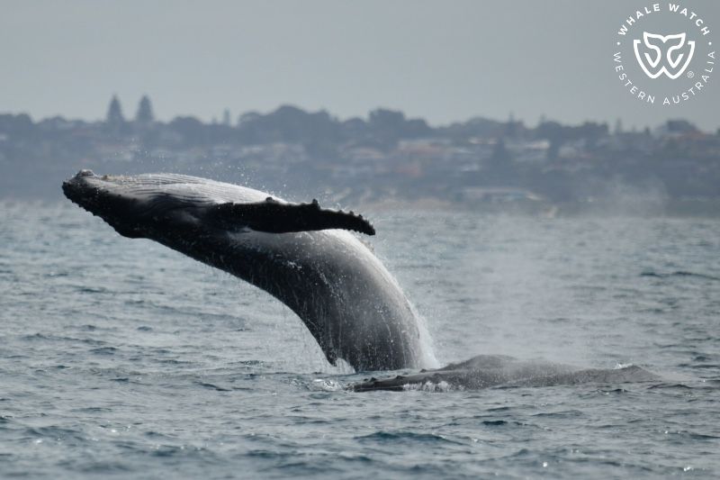 Whale Watch Western Australia