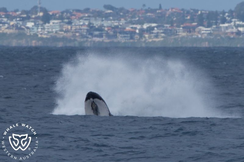 Whale Watch Western Australia