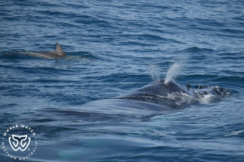 Whale Watch Western Australia