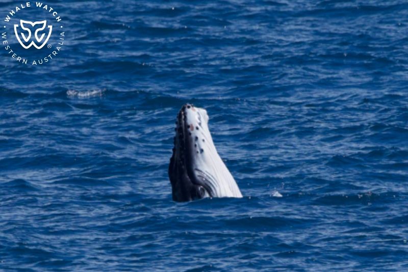 Whale Watch Western Australia