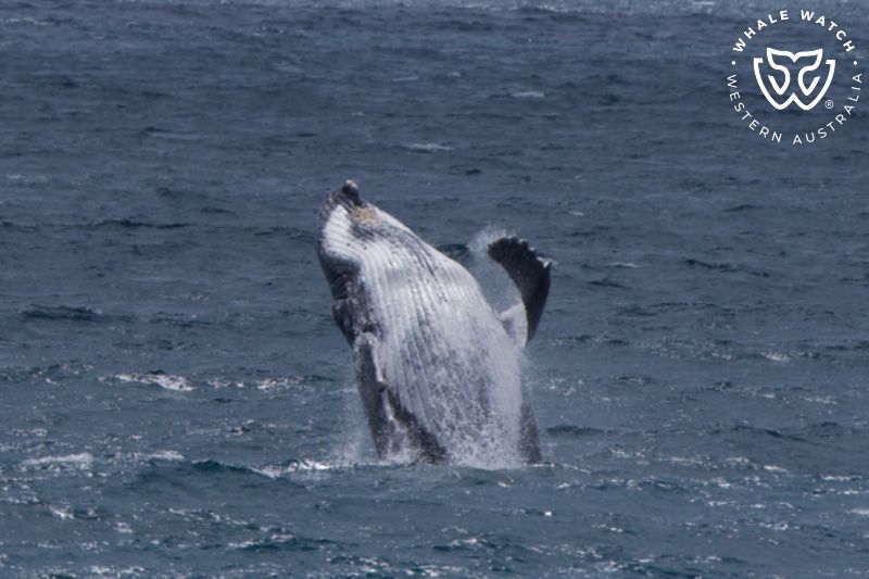 Whale Watch Western Australia