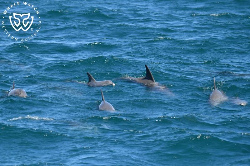 Whale Watch Western Australia