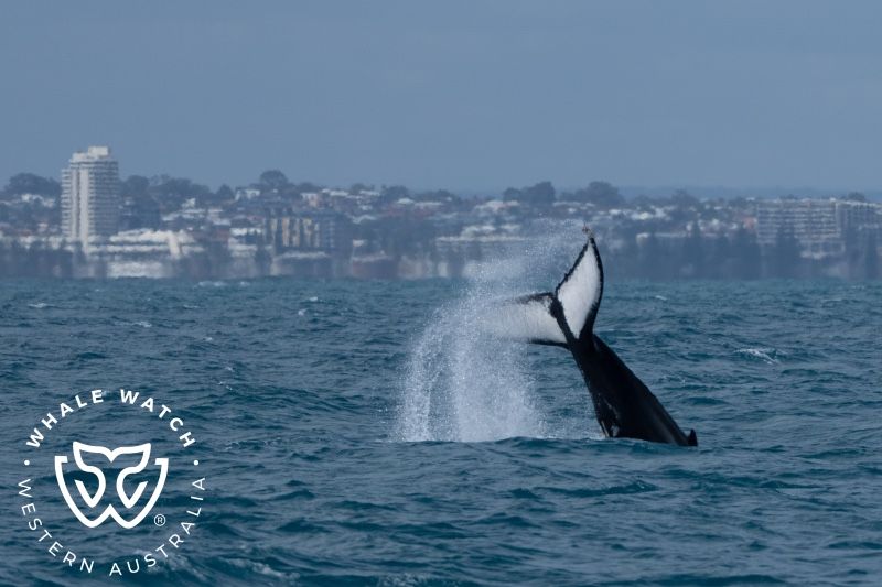 Whale Watch Western Australia