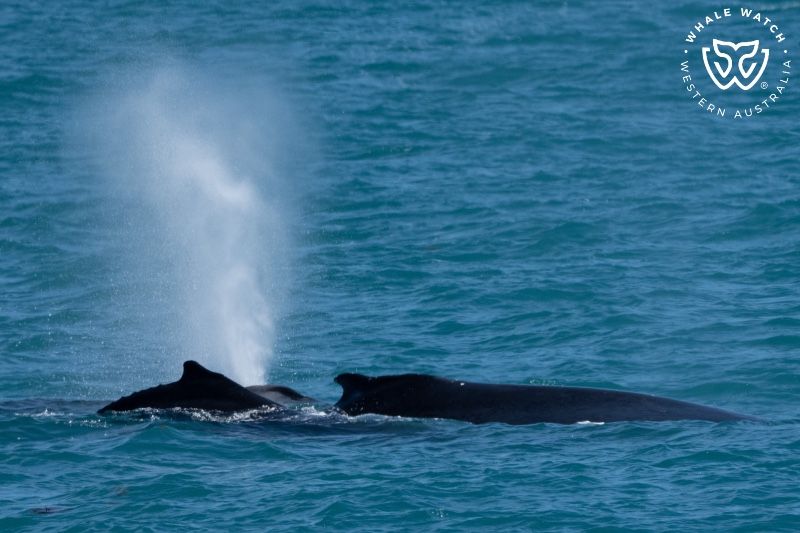 Whale Watch Western Australia