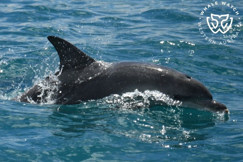 Whale Watch Western Australia
