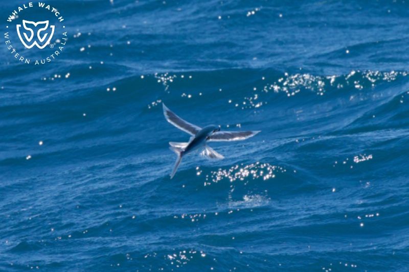 Whale Watch Western Australia