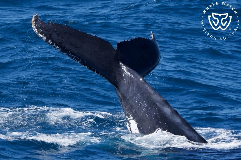 Whale Watch Western Australia