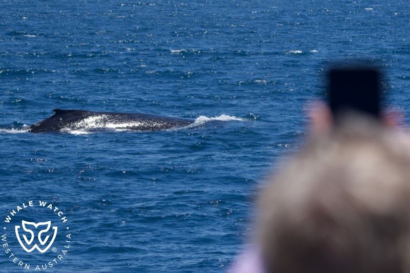 Whale Watch Western Australia