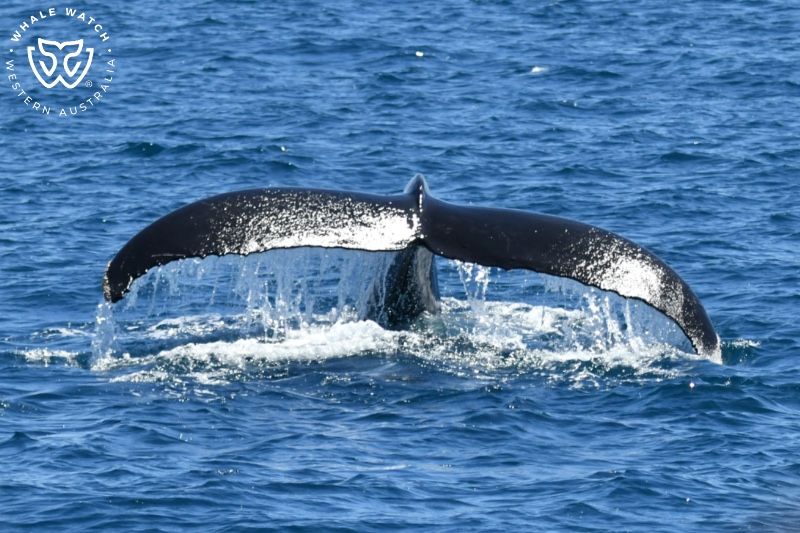 Whale Watch Western Australia