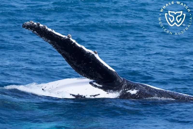 Whale Watch Western Australia