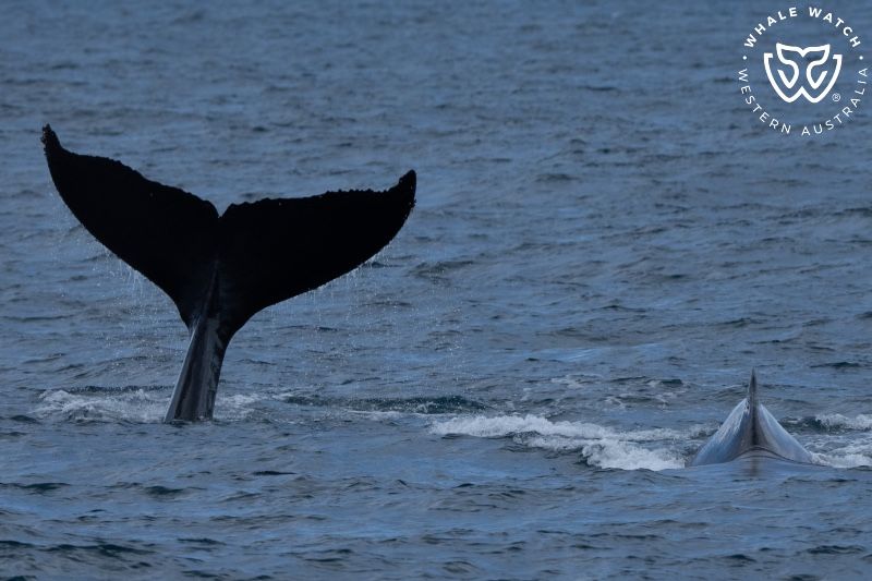 Whale Watch Western Australia