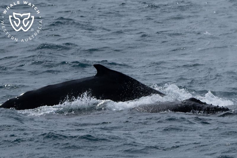Whale Watch Western Australia