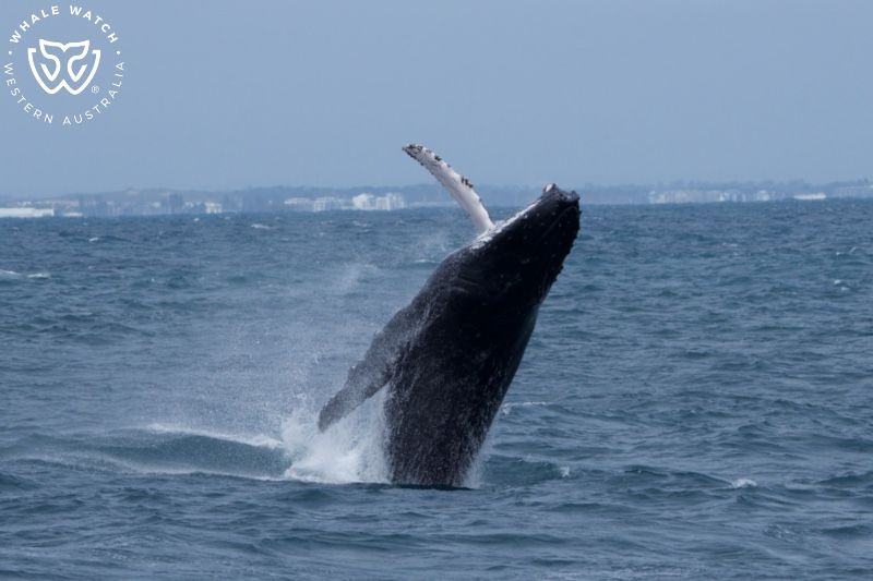 Whale Watch Western Australia