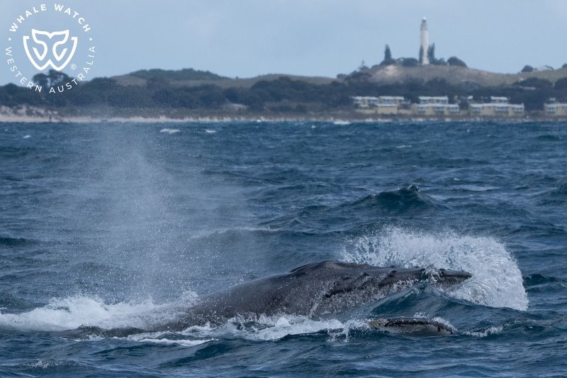 Whale Watch Western Australia