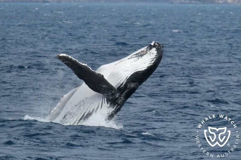 Whale Watch Western Australia