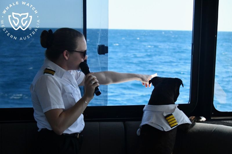 Whale Watch Western Australia