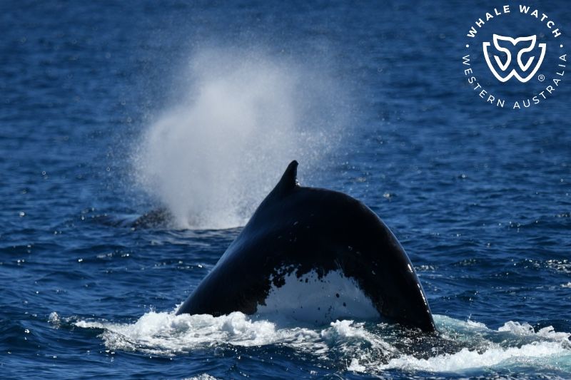 Whale Watch Western Australia