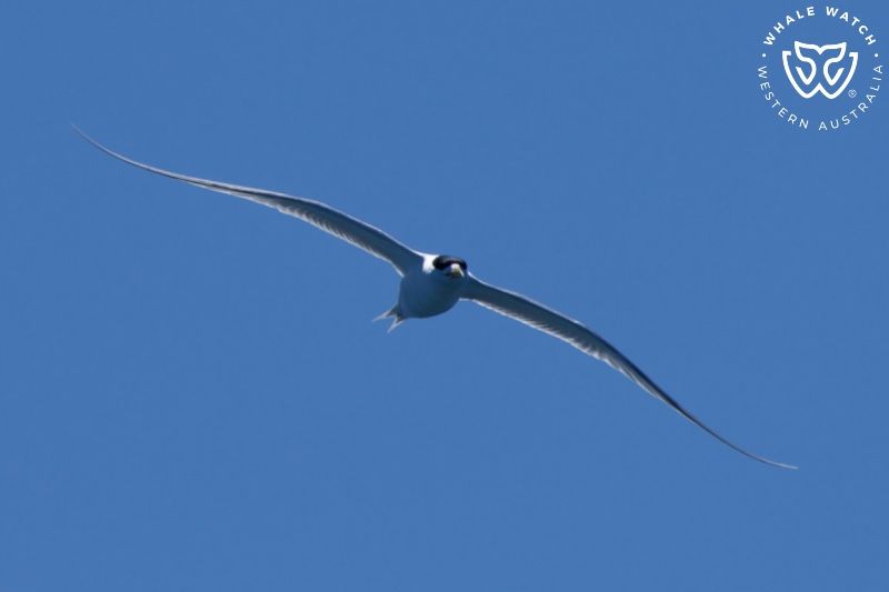 Whale Watch Western Australia
