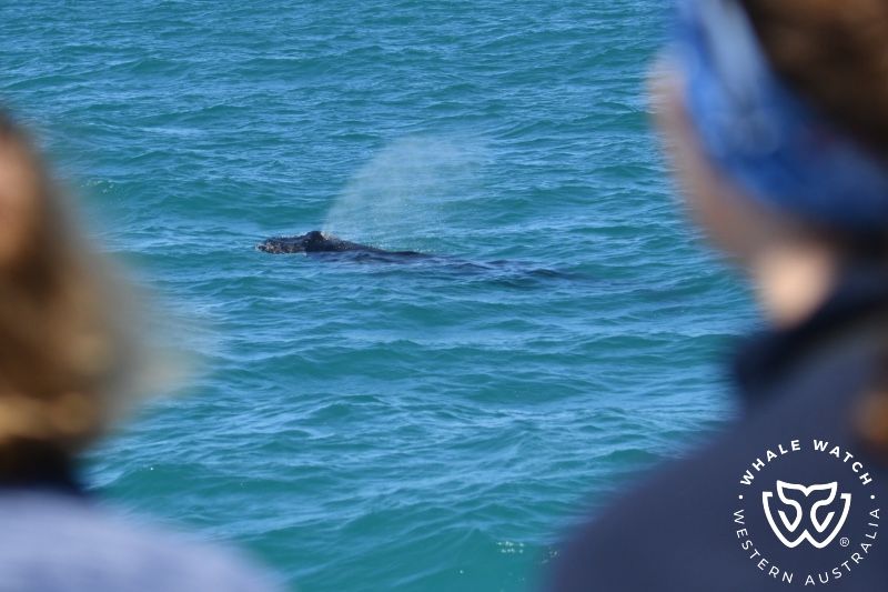 Whale Watch Western Australia