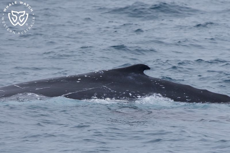 Whale Watch Western Australia