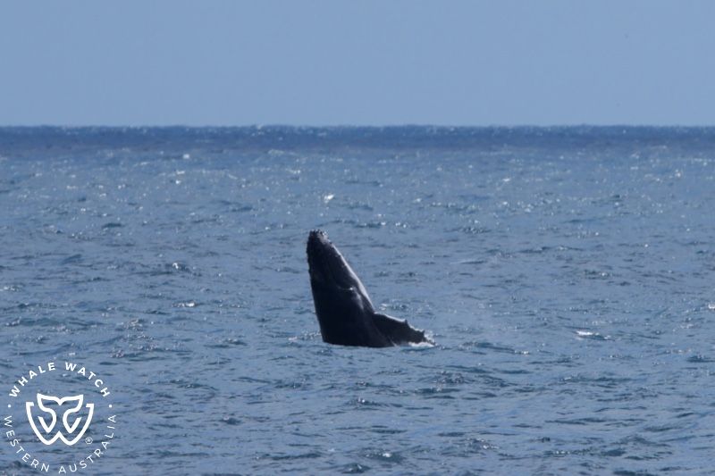 Whale Watch Western Australia