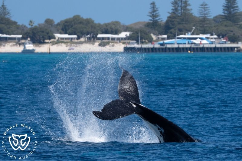 Whale Watch Western Australia