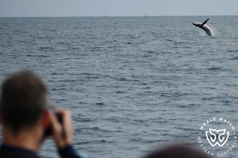 Whale Watch Western Australia