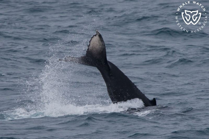 Whale Watch Western Australia