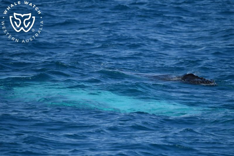 Whale Watch Western Australia