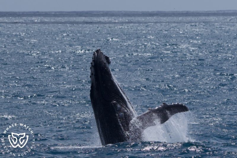 Whale Watch Western Australia