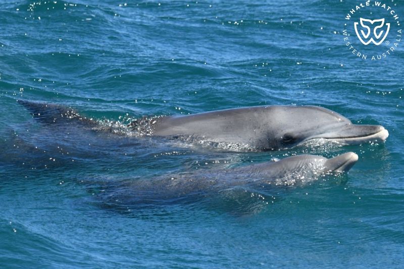 Whale Watch Western Australia