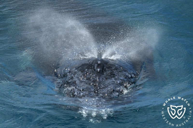 Whale Watch Western Australia