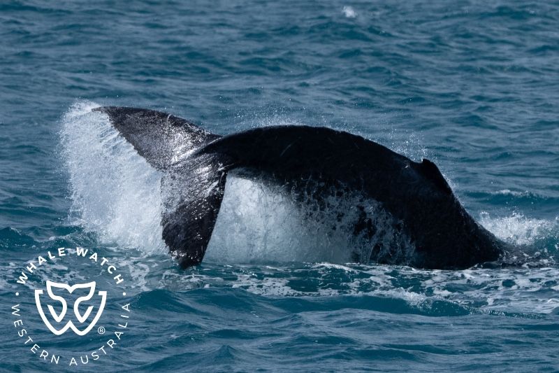 Whale Watch Western Australia