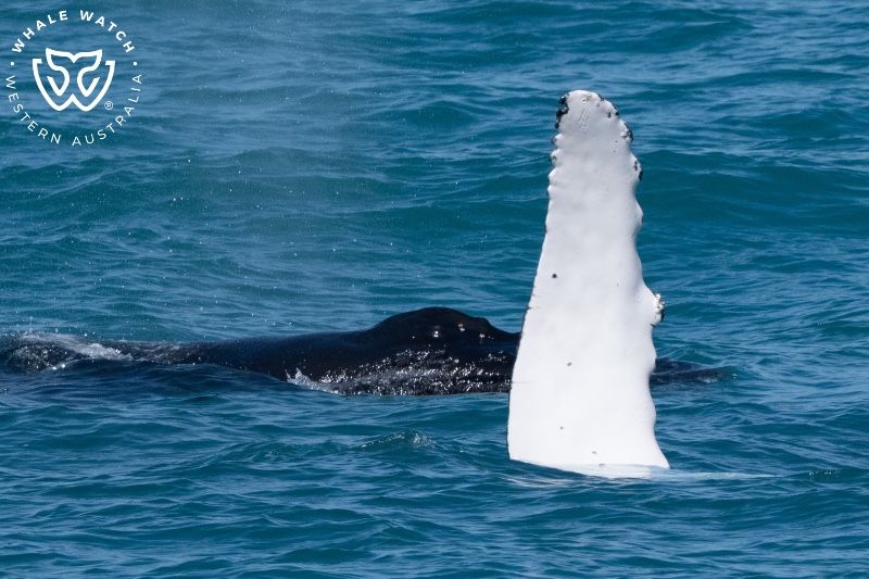 Whale Watch Western Australia