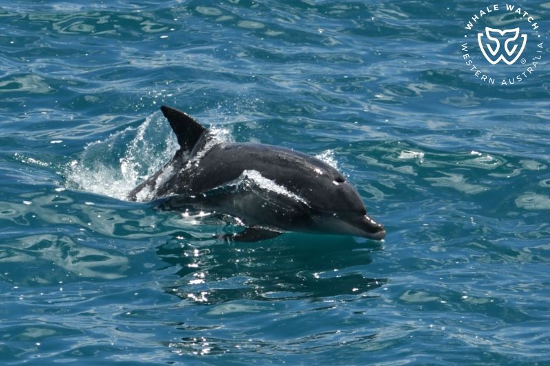 Whale Watch Western Australia