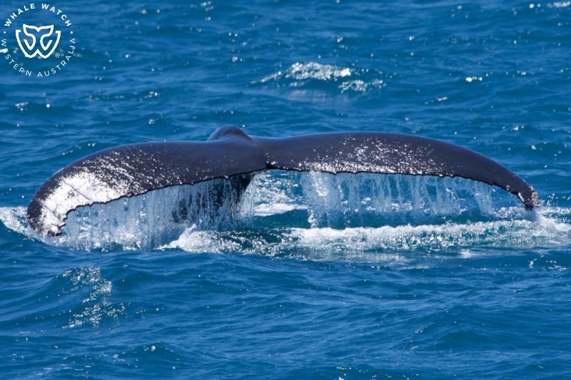 Whale Watch Western Australia