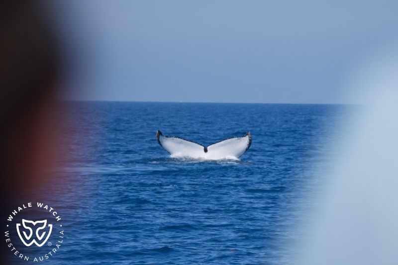 Whale Watch Western Australia