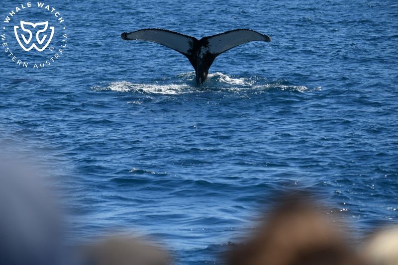 Whale Watch Western Australia