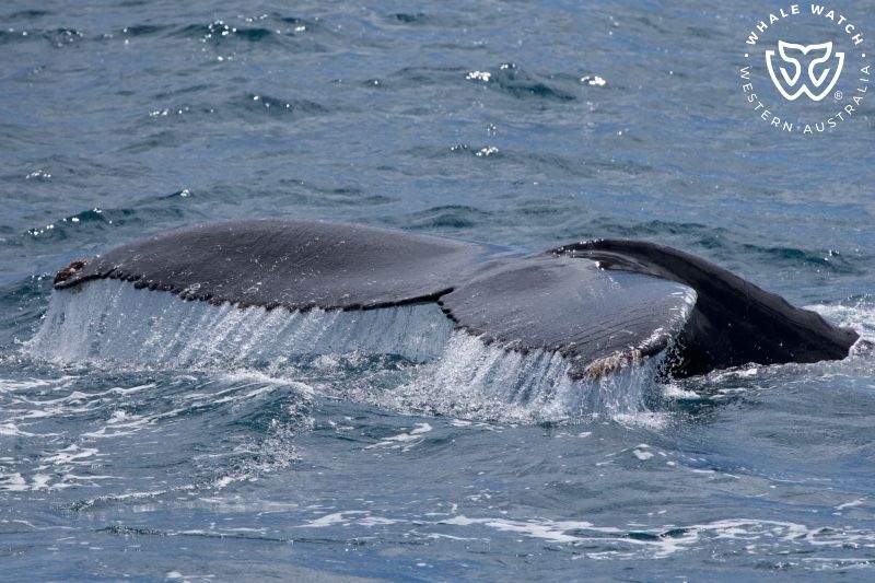 Whale Watch Western Australia