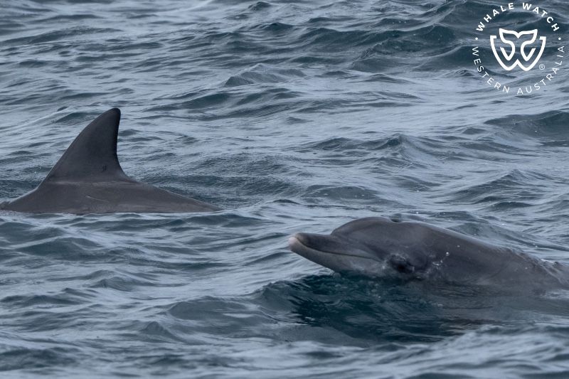Whale Watch Western Australia