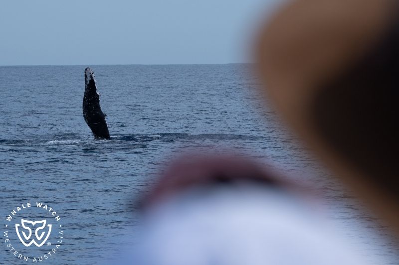 Whale Watch Western Australia