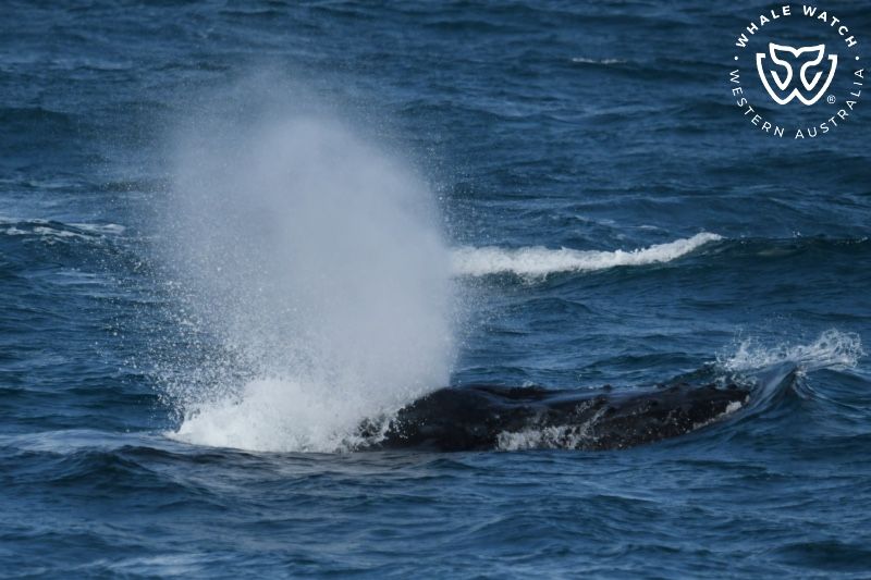 Whale Watch Western Australia