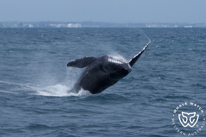 Whale Watch Western Australia
