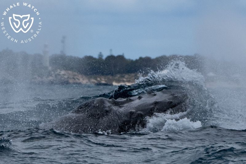 Whale Watch Western Australia
