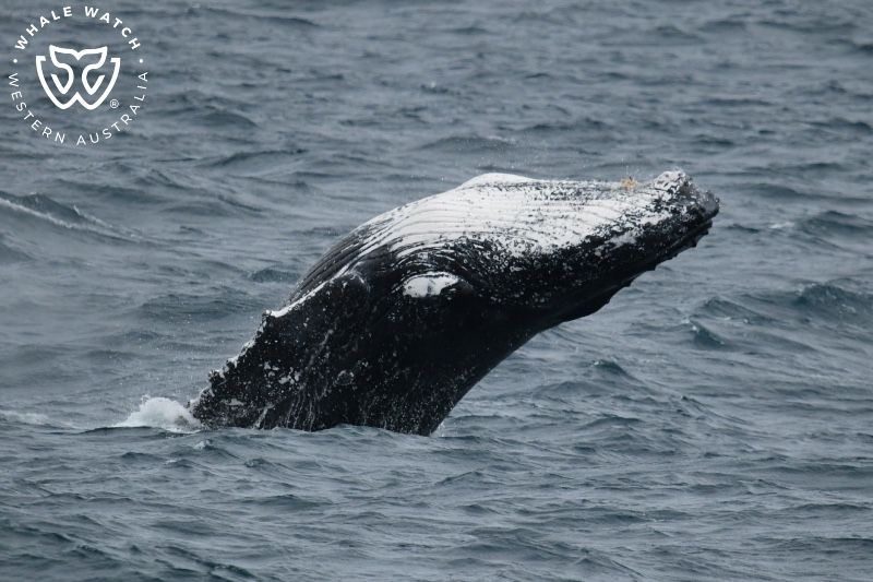 Whale Watch Western Australia