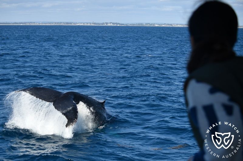 Whale Watch Western Australia