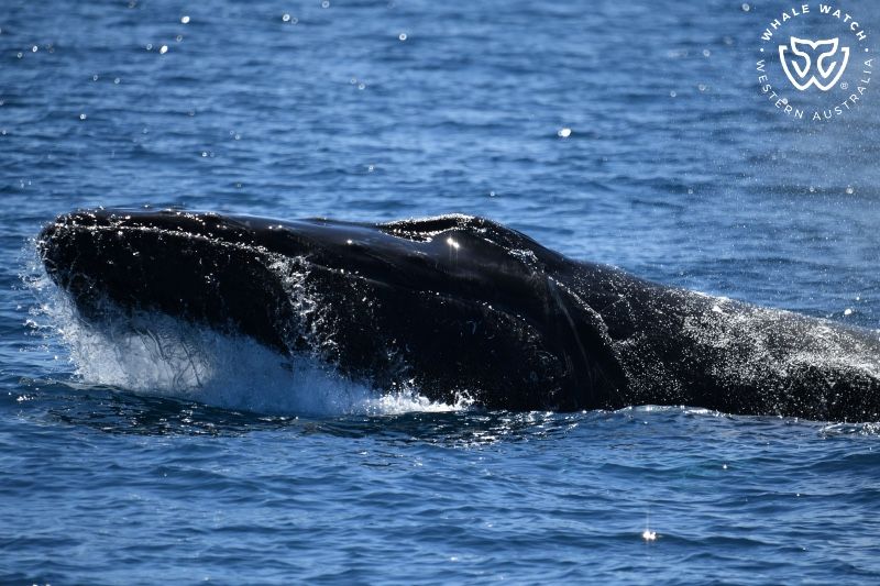 Whale Watch Western Australia