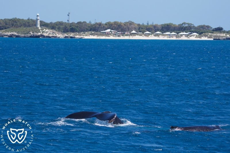 Whale Watch Western Australia