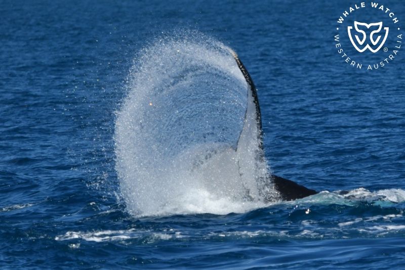 Whale Watch Western Australia
