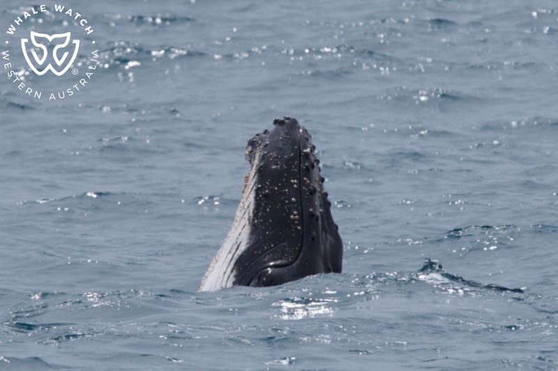 Whale Watch Western Australia